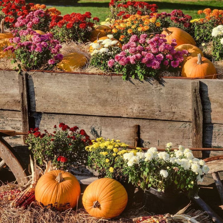 Flower Seeds To Sow In Autumn