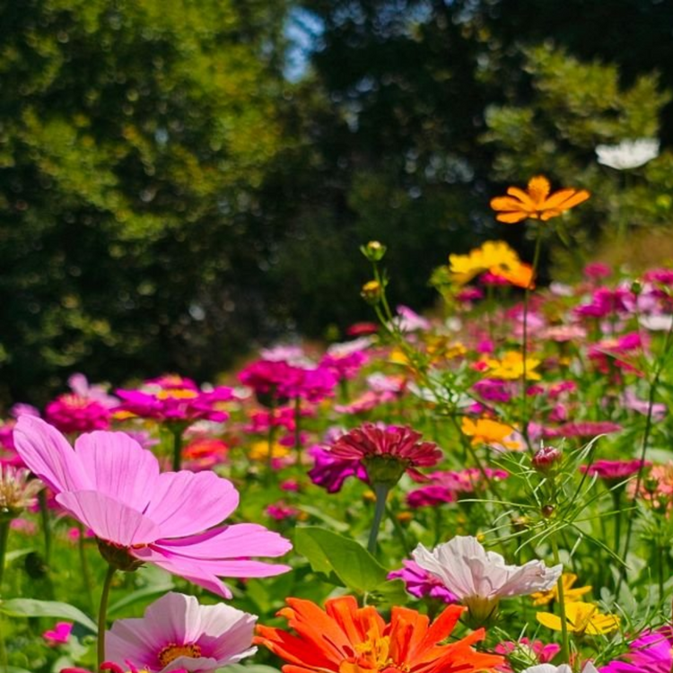 Compost & Growing Media