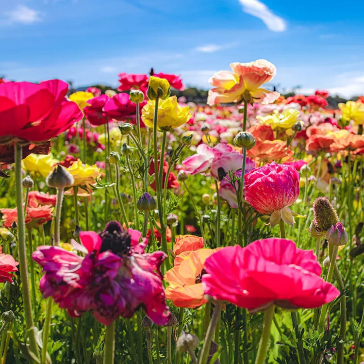 Flowers To Sow From May To July