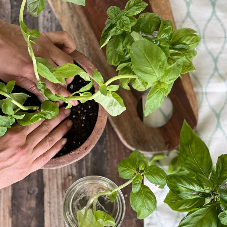 Herbs & Vegetables To Sow In August