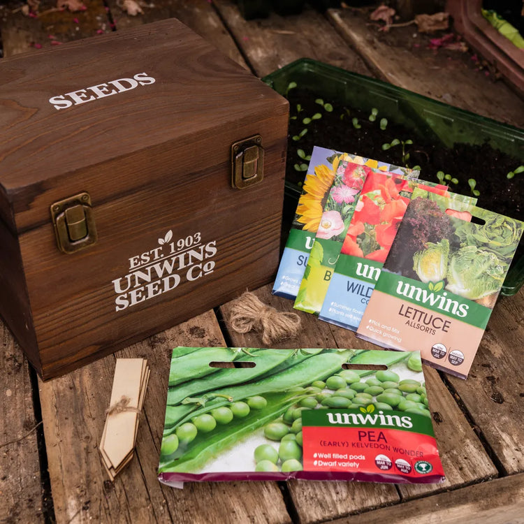 Seeds To Sow In Autumn