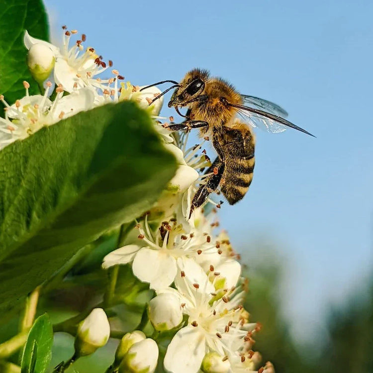 Pest & Insect Control