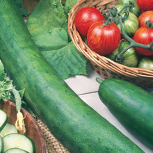 Cucumber Tasty King F1