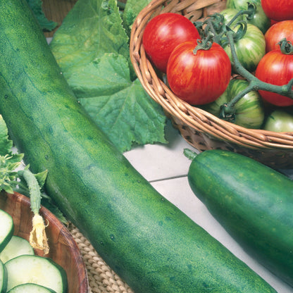 Cucumber Tasty King F1