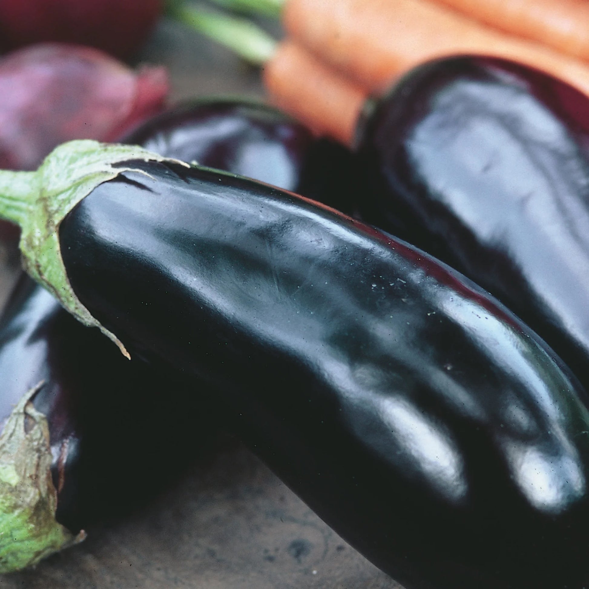 Aubergine Moneymaker F1