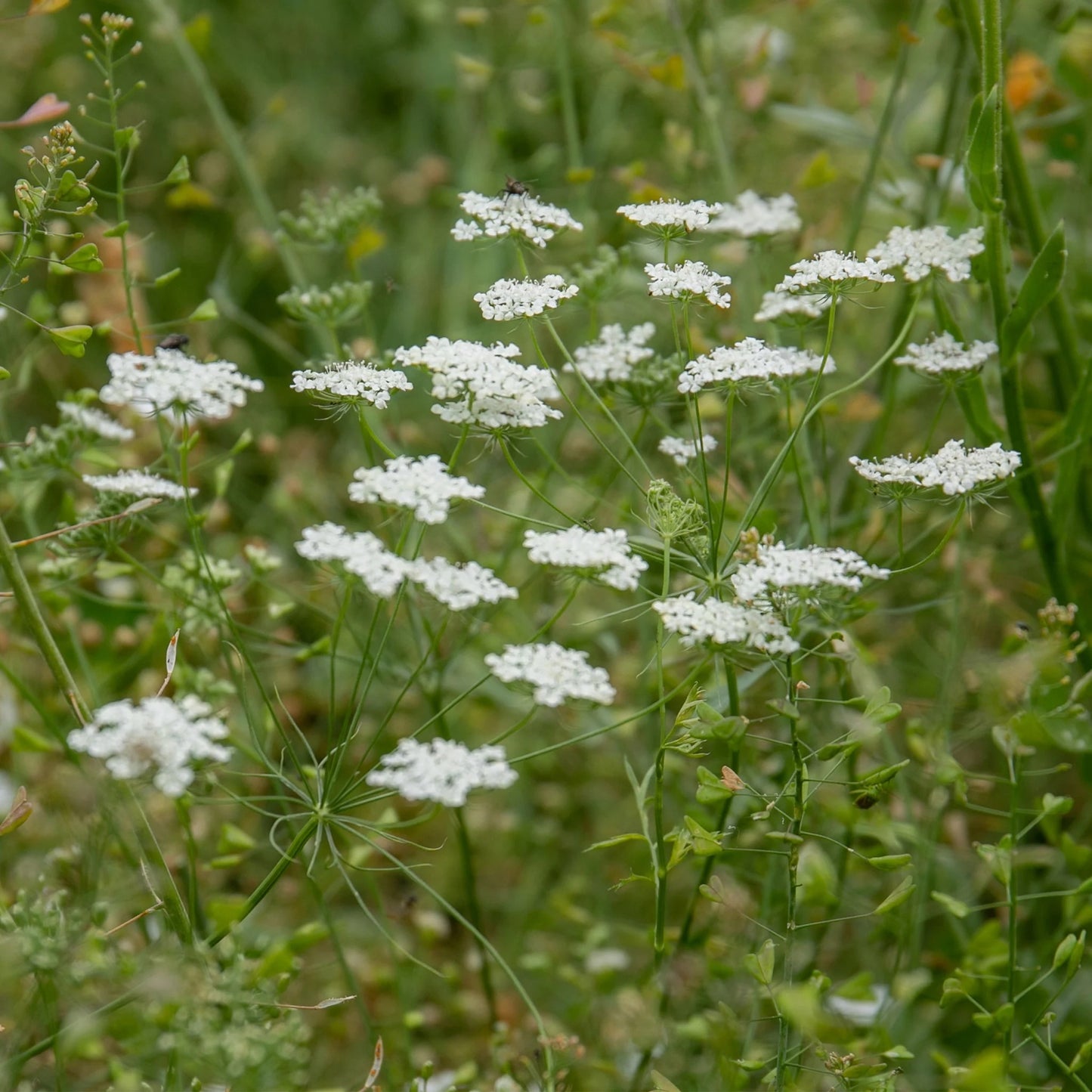 Ammi Majus Graceland