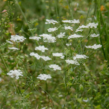 Ammi Majus Graceland