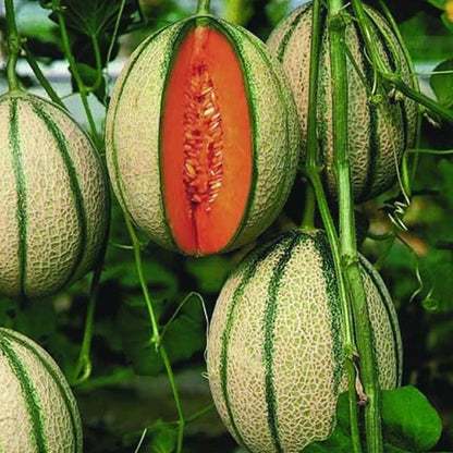 Unwins Sweet Summer Fruit Seed Bundle