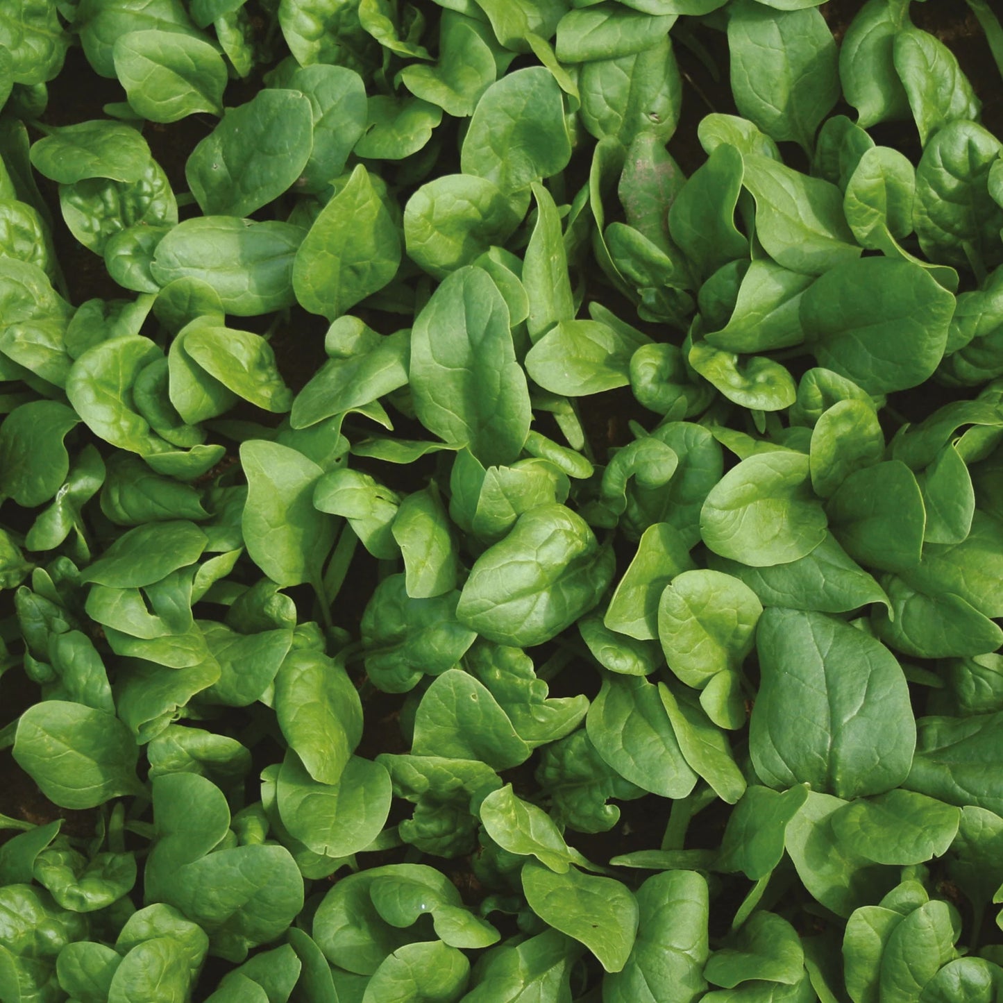 Spinach TrumpetFlavour Range