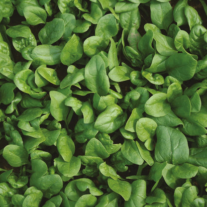 Spinach TrumpetFlavour Range