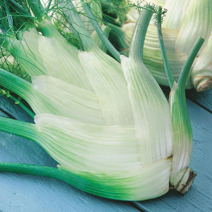 Fennel Perfection