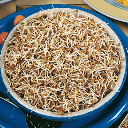 Sprouting Seeds Fenugreek