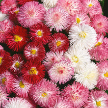 Bellis Clutch Of Pearls