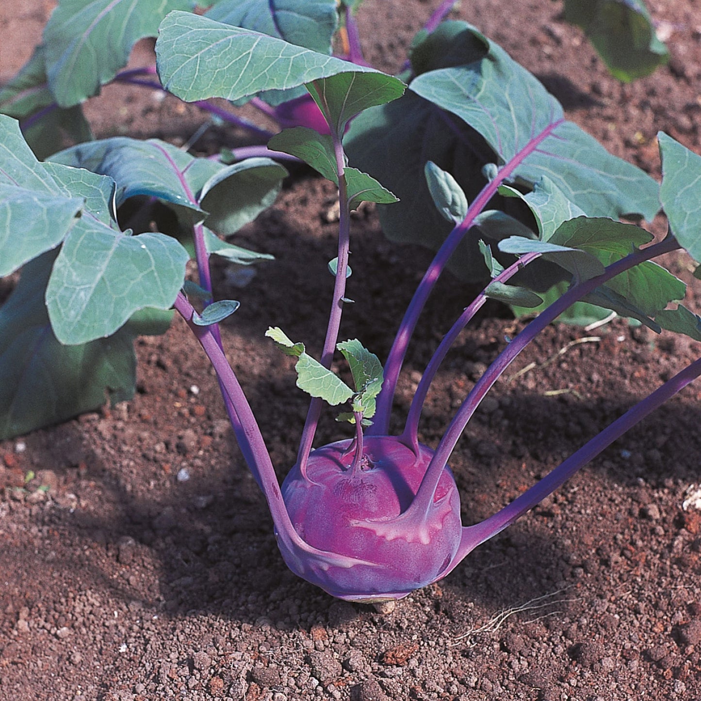 Kohl Rabi Azure Star