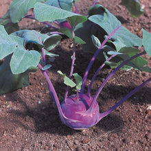 Kohl Rabi Azure Star