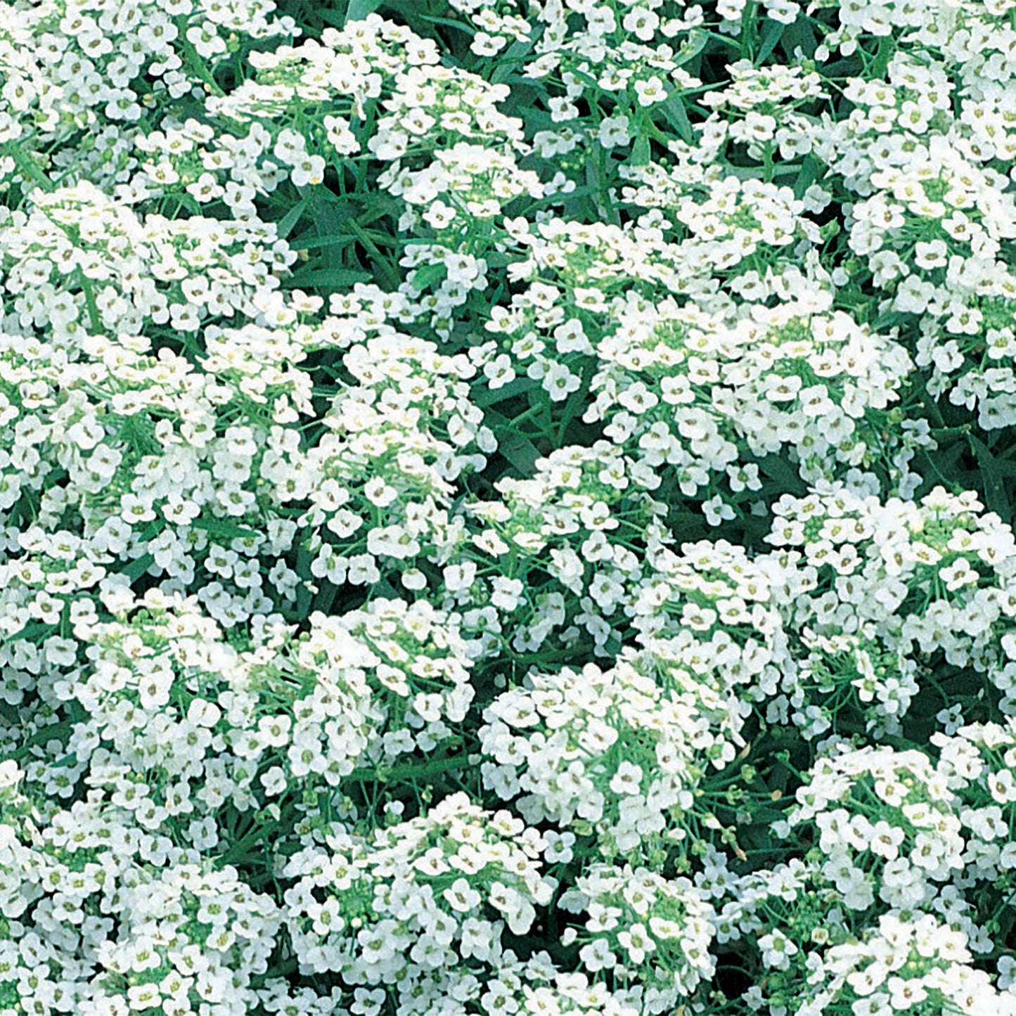 Alyssum Carpet Of Snow