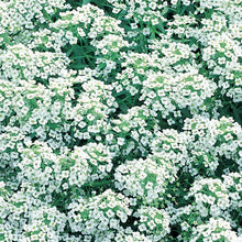 Alyssum Carpet Of Snow