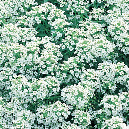 Alyssum Carpet Of Snow