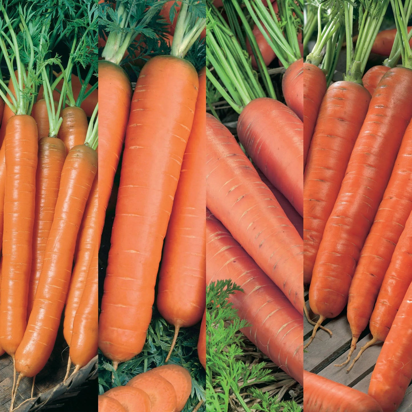 Carrot All Season Collection Pack
