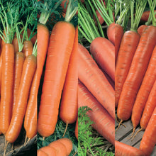Carrot All Season Collection Pack