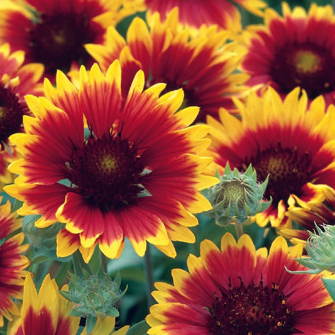 Gaillardia Summer Fire