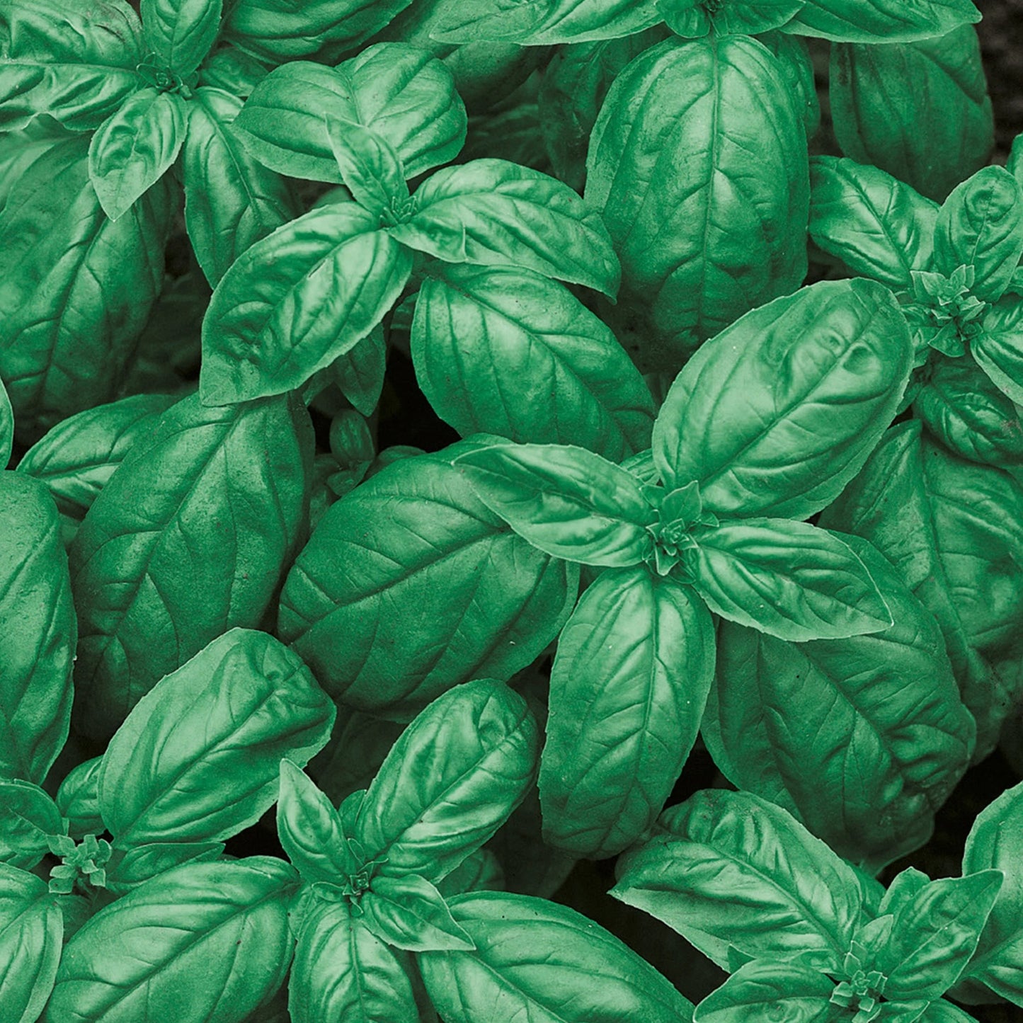 Little Growers Basil Sweet