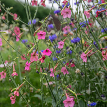 Nicotiana Whisper Mix