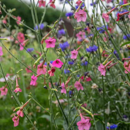 Nicotiana Whisper Mix