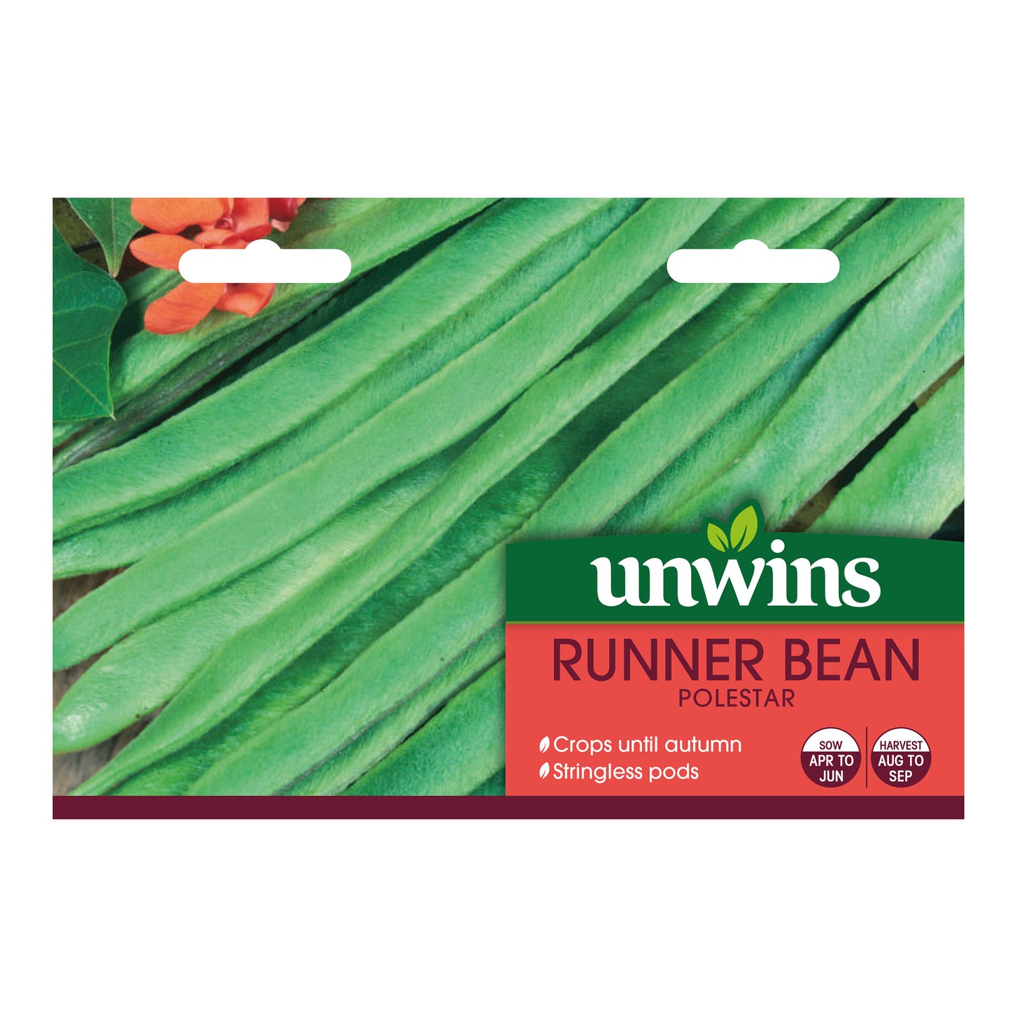 Runner Bean Polestar
