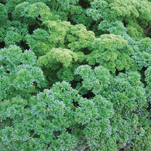 Herb Parsley Champion Moss Curled