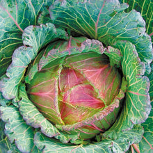 Cabbage (Round) Marabel F1
