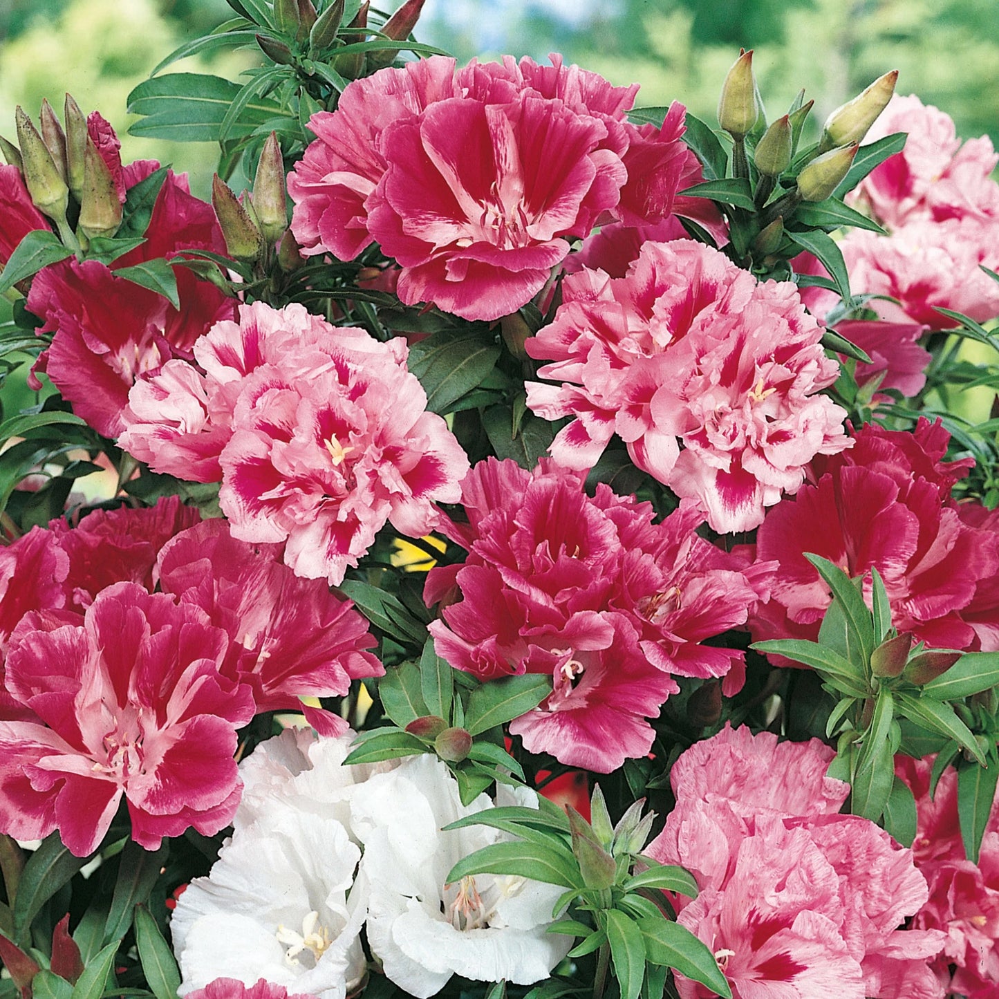 Godetia Azalea Flowered Mix