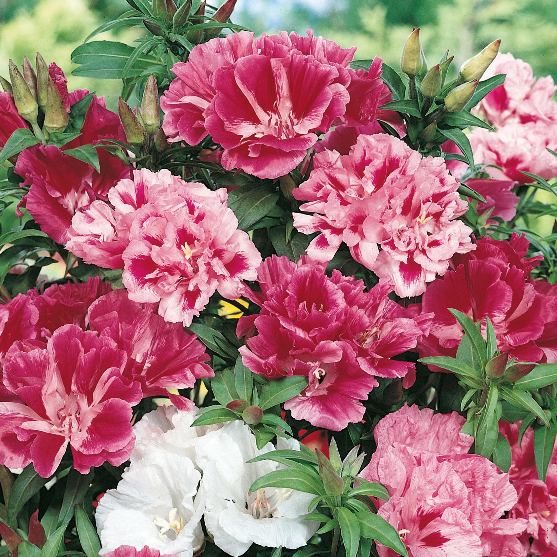 Godetia Azalea Flowered Mix