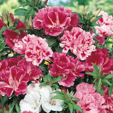 Godetia Azalea Flowered Mix