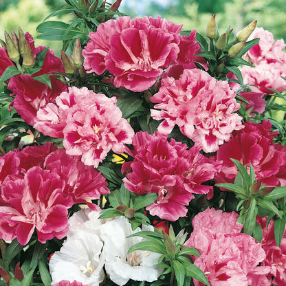 Godetia Azalea Flowered Mix