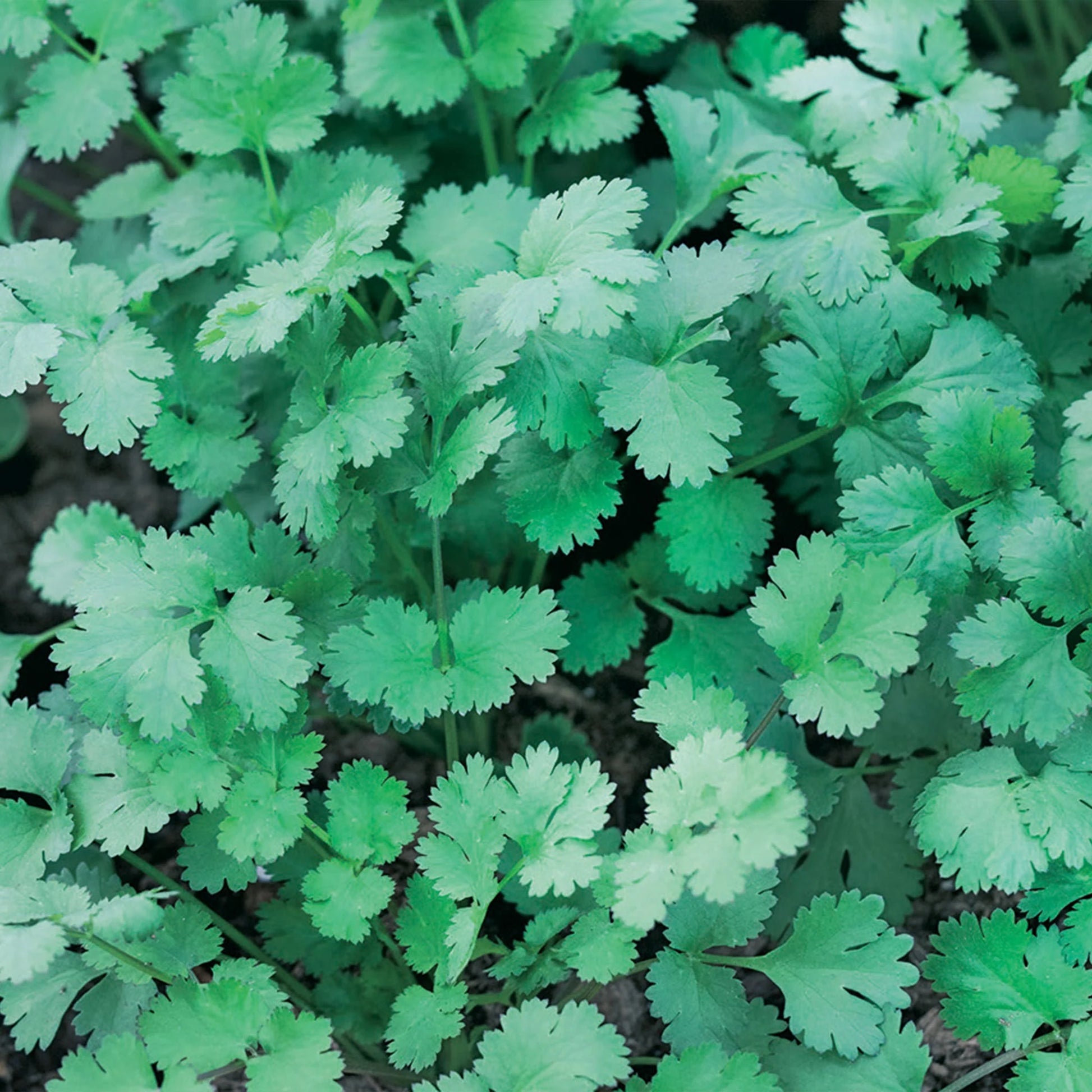 Herb Coriander Fine Leaved
