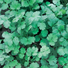 Herb Coriander Fine Leaved