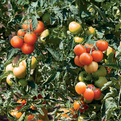 Tomato (Salad) Pannovy F1