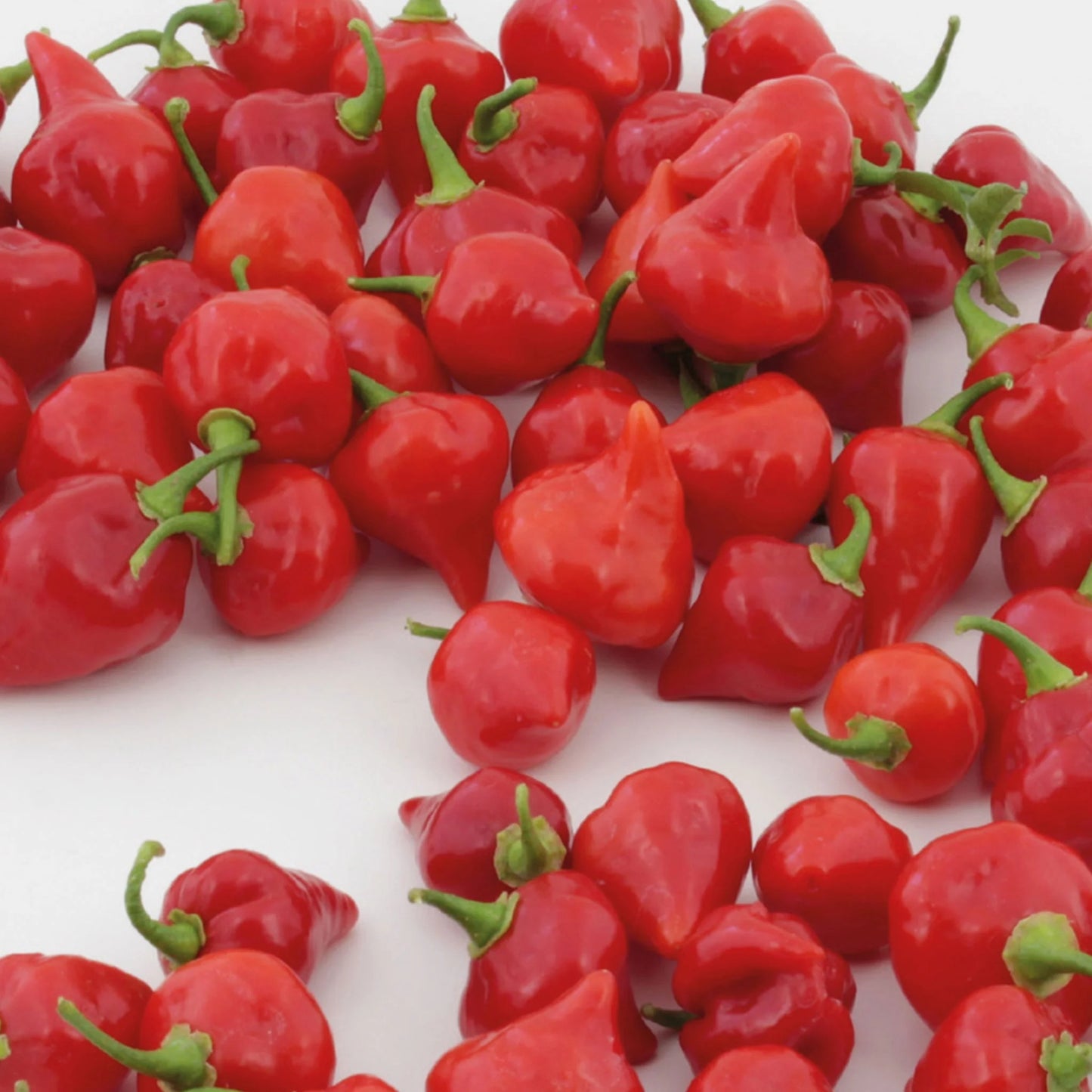 Pepper (Chilli) Raging Bull