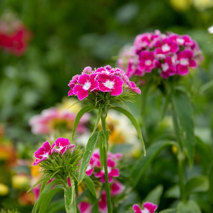 Sweet William Early Summer Scented