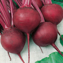 Beetroot Cardeal F1
