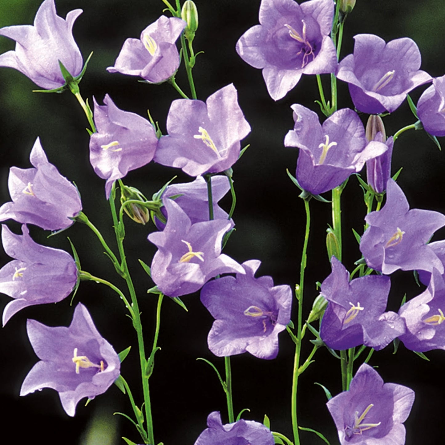 NH Campanula Telham Beauty