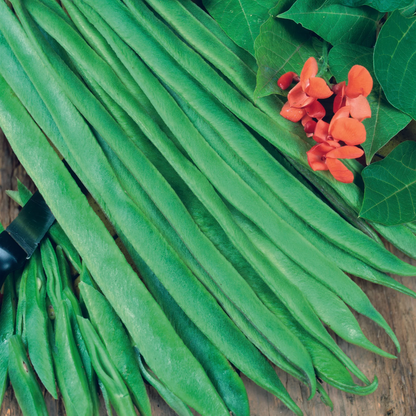 Runner Bean Polestar