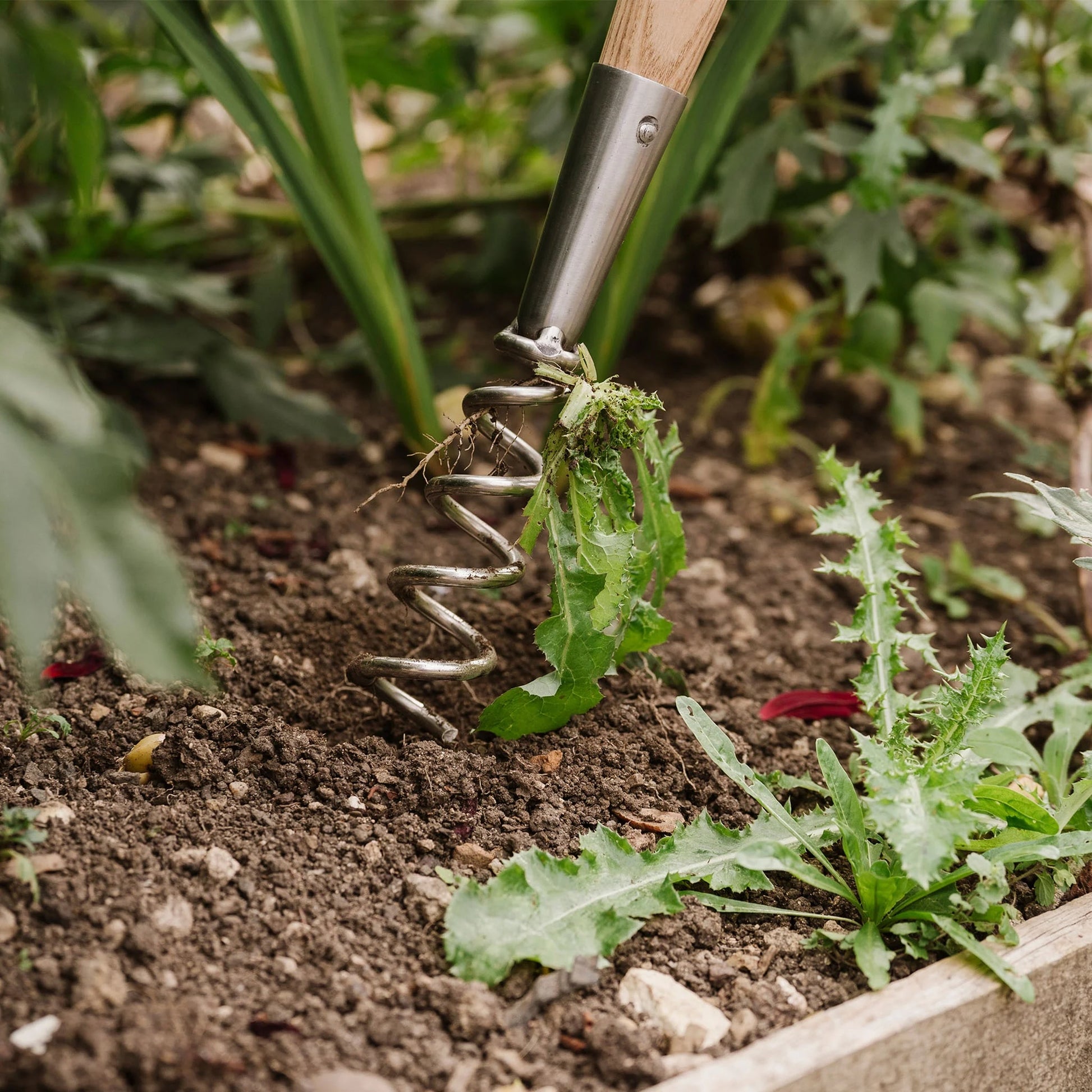 Kent & Stowe Stainless Steel Hand Corkscrew Weeder