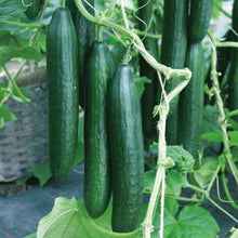 Cucumber Vista F1