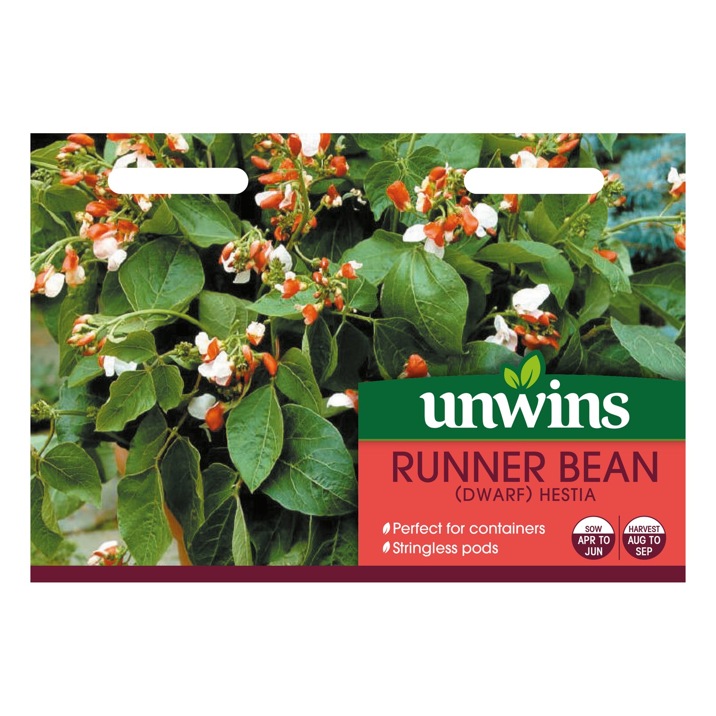 Runner Bean Hestia (Dwarf)