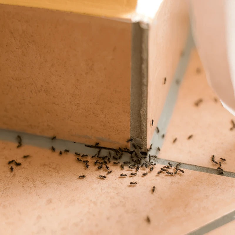 Doff 2 in 1 Ant & Nest Killer - Pre-Baited Traps