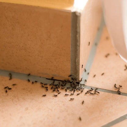 Doff 2 in 1 Ant & Nest Killer - Pre-Baited Traps