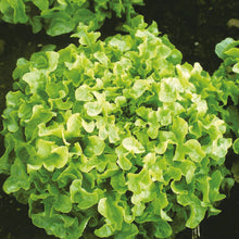 Lettuce (Looseleaf) Greenpick