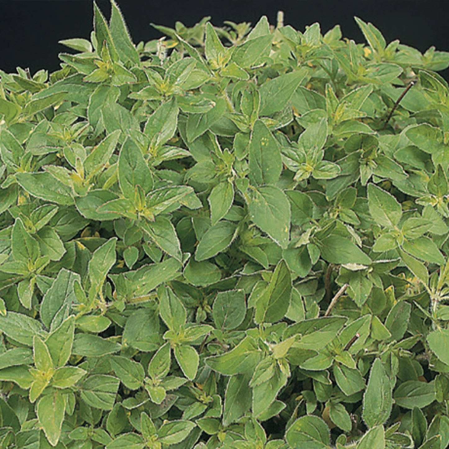 Herb Marjoram Sweet